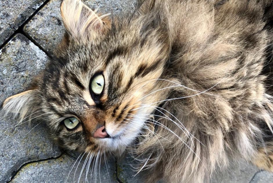 Vermisstmeldung Katze rassenmischung Männliche , 9 jahre Versoix Schweiz