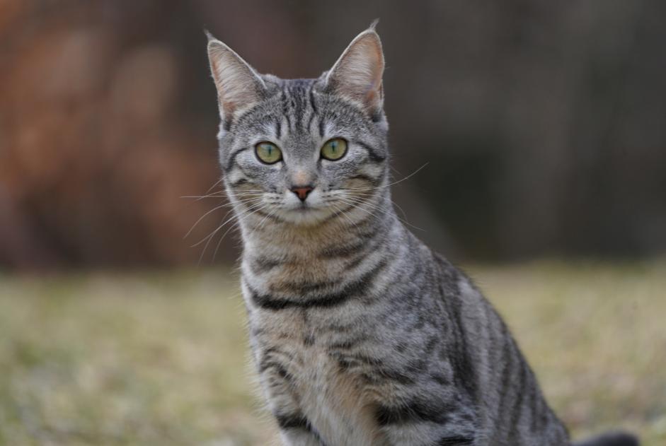 Vermisstmeldung Katze rassenmischung Weiblich , 3 jahre Gryon Schweiz