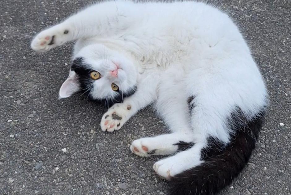 Vermisstmeldung Katze Männliche , 2 jahre Treytorrens (Payerne) Schweiz