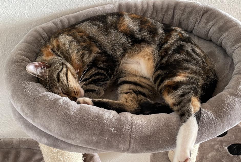 Vermisstmeldung Katze rassenmischung Weiblich , 2 jahre Lausanne Schweiz