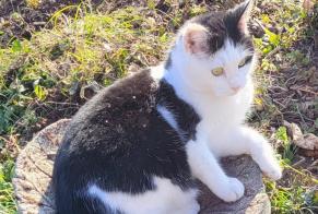 Vermisstmeldung Katze Weiblich , 4 jahre Blonay - Saint-Légier Schweiz