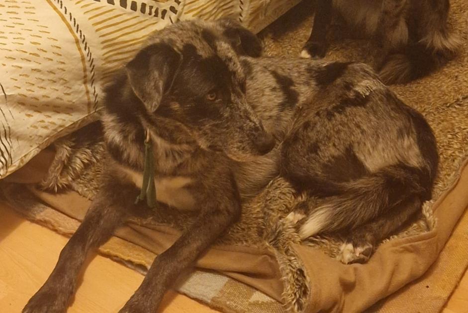 Vermisstmeldung Hund rassenmischung Männliche , 4 jahre Crans-Montana Schweiz