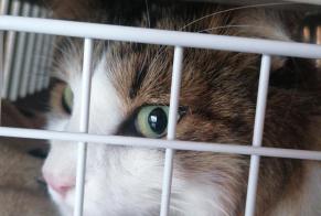 Fundmeldung Katze  Unbekannt Arvillard Schweiz