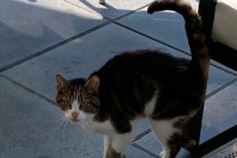 Fundmeldung Katze Weiblich Vully-les-Lacs Schweiz