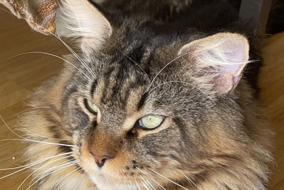 Vermisstmeldung Katze  Männliche , 5 jahre Meyrin Schweiz