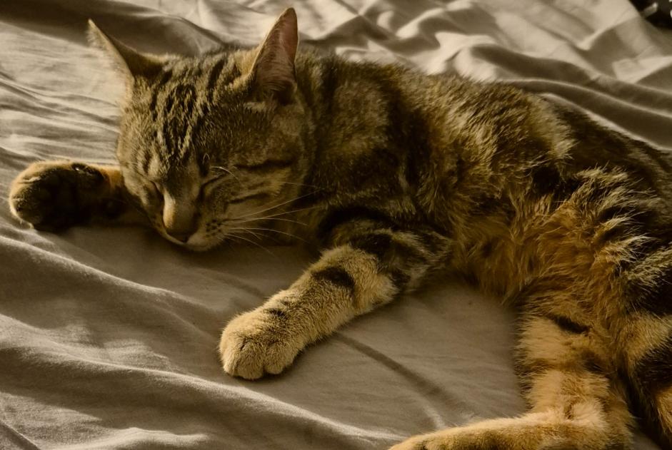 Vermisstmeldung Katze Männliche , 2 jahre Troistorrents Schweiz