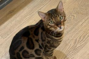 Vermisstmeldung Katze  Männliche , 4 jahre Rüschlikon Schweiz