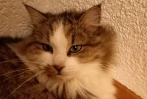 Vermisstmeldung Katze rassenmischung Weiblich , 2 jahre Marly Schweiz
