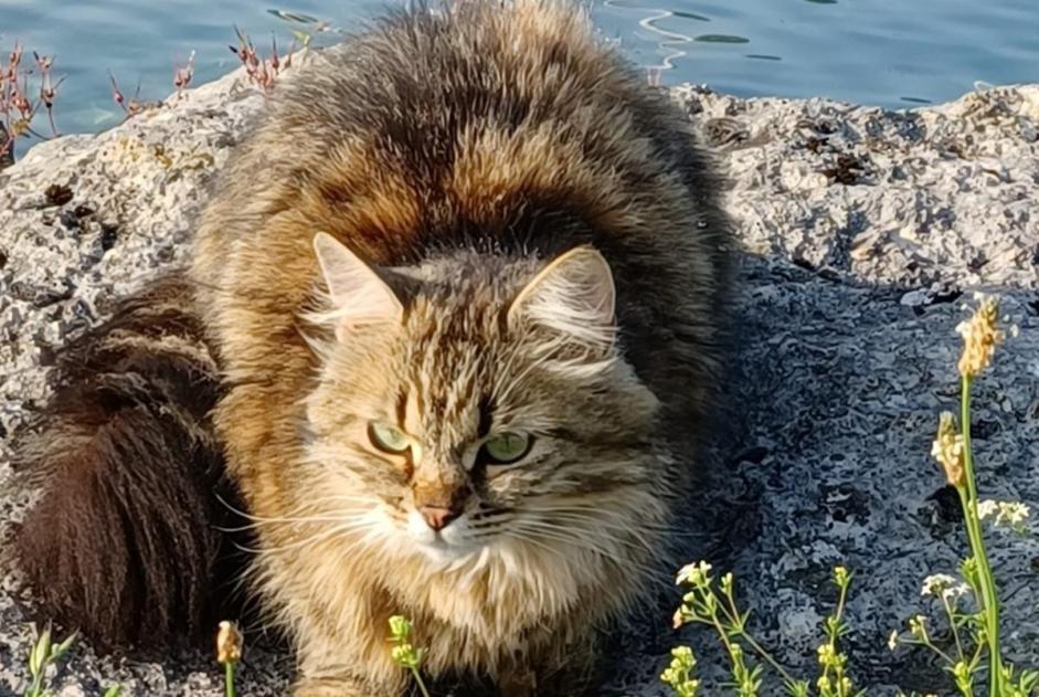 Vermisstmeldung Katze  Weiblich , 4 jahre Cortaillod Schweiz