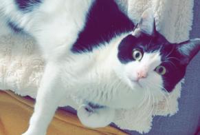 Vermisstmeldung Katze Männliche , 2 jahre Monthey Schweiz