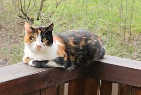 Vermisstmeldung Katze rassenmischung Weiblich , 3 jahre Tramelan Schweiz