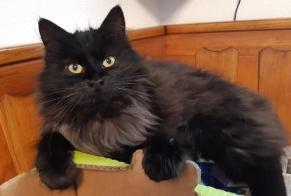 Vermisstmeldung Katze rassenmischung Männliche , 2 jahre Le Mouret Schweiz