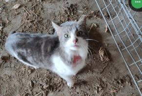 Fundmeldung Katze Männliche , 3 Jahre Val-de-Ruz Schweiz