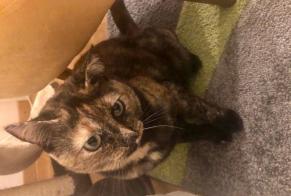 Vermisstmeldung Katze  Weiblich , 3 jahre Neuchâtel Schweiz