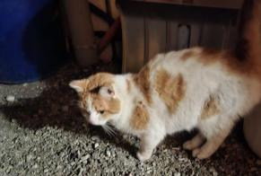 Fundmeldung Katze Unbekannt Vuisternens-devant-Romont Schweiz