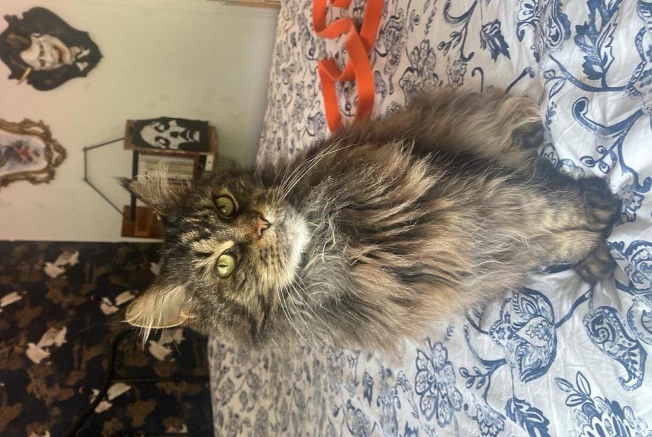 Vermisstmeldung Katze  Weiblich , 9 jahre Meyrin Schweiz