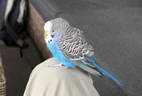 Fundmeldung Vogel Unbekannt Morlon Schweiz
