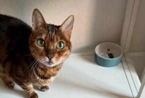 Vermisstmeldung Katze  Weiblich , 15 jahre Nyon Schweiz