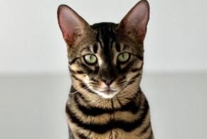 Vermisstmeldung Katze  Männliche , 3 jahre Collonge-Bellerive Schweiz