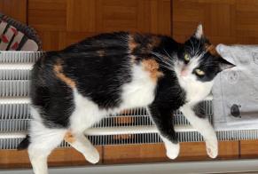 Vermisstmeldung Katze Weiblich , 12 jahre Morges Schweiz