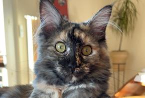 Vermisstmeldung Katze rassenmischung Weiblich , 1 jahre Cheseaux-sur-Lausanne Schweiz