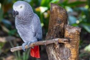 Vermisstmeldung Vogel Weiblich , 2025 jahre Morrens Schweiz