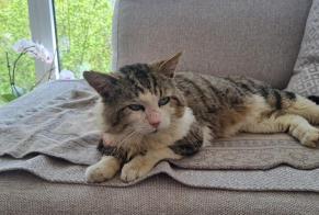 Fundmeldung Katze  Männliche Morlon Schweiz