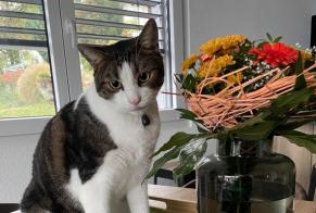 Vermisstmeldung Katze Männliche , 6 jahre Monthey Schweiz
