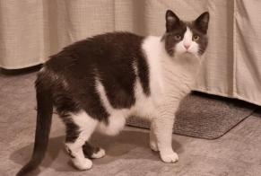 Vermisstmeldung Katze  Weiblich , 13 jahre Yvorne Schweiz