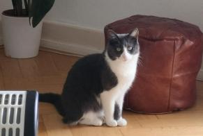 Vermisstmeldung Katze  Weiblich , 4 jahre Payerne Schweiz