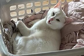 Vermisstmeldung Katze Männliche , 2 jahre Vuadens Schweiz
