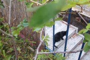 Fundmeldung Katze Unbekannt Lausanne Schweiz