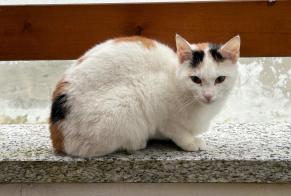Fundmeldung Katze Weiblich Collombey-Muraz Schweiz
