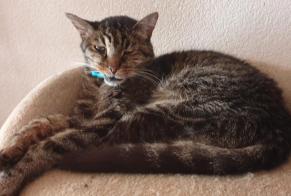 Vermisstmeldung Katze  Männliche , 14 jahre Bramois Schweiz