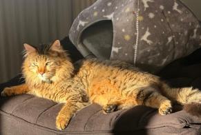 Vermisstmeldung Katze  Männliche , 3 jahre Cheyres-Châbles Schweiz