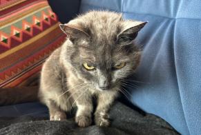 Vermisstmeldung Katze Weiblich , 20 jahre Châtel-Saint-Denis Schweiz