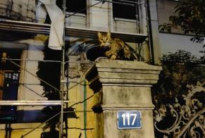 Fundmeldung Katze Unbekannt Basel Schweiz