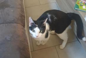 Fundmeldung Katze rassenmischung Männliche Montreux Schweiz