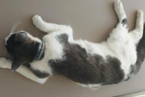 Fundmeldung Katze Weiblich Valbroye Schweiz