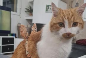 Vermisstmeldung Katze Männliche , 14 jahre Bois-d'Amont Schweiz