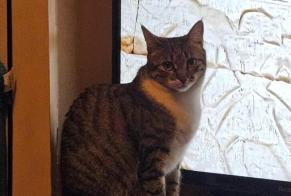 Vermisstmeldung Katze  Weiblich , 2 jahre Montreux Schweiz