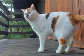 Vermisstmeldung Katze  Weiblich , 3 jahre Monthey Schweiz