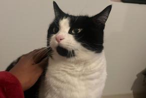 Vermisstmeldung Katze Weiblich , 7 jahre Villaz Schweiz