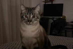 Vermisstmeldung Katze Männliche , 3 jahre Collombey-Muraz Schweiz