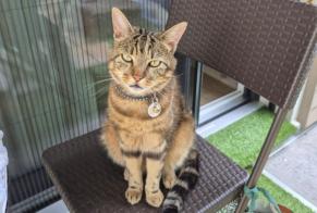 Vermisstmeldung Katze  Männliche , 4 jahre Prangins Schweiz