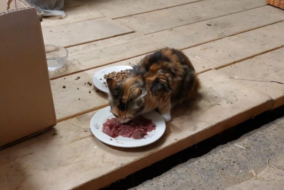 Katze Gefunden in Villeret (Bern, Schweiz)  - Fund Pet Alert Meldung Nr. 374266
