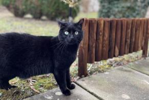 Vermisstmeldung Katze Männliche , 5 jahre Milvignes Schweiz