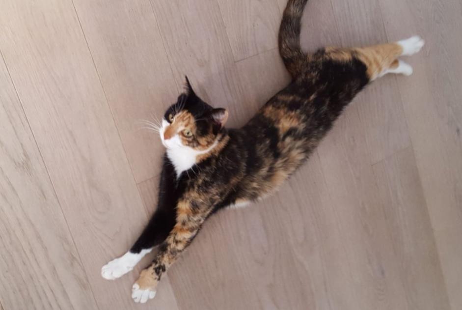 Disappearance alert Cat  Female , 10 years Delémont Switzerland