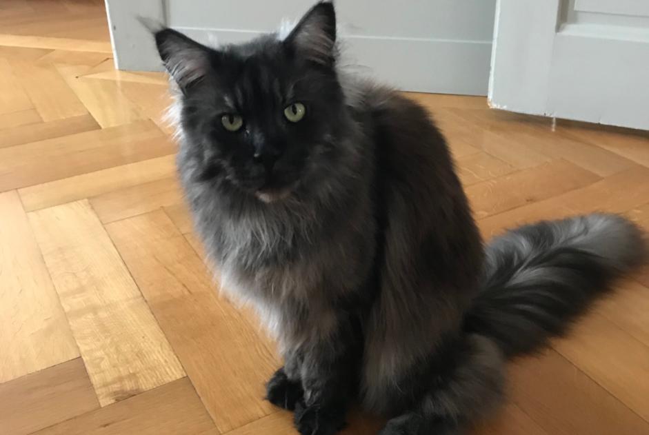 Disappearance alert Cat  Female , 16 years Genève Switzerland