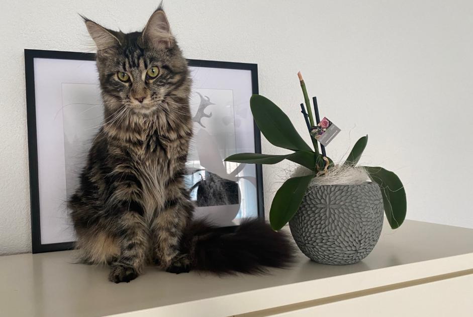 Disappearance alert Cat miscegenation Female , 5 years Gunzgen Switzerland